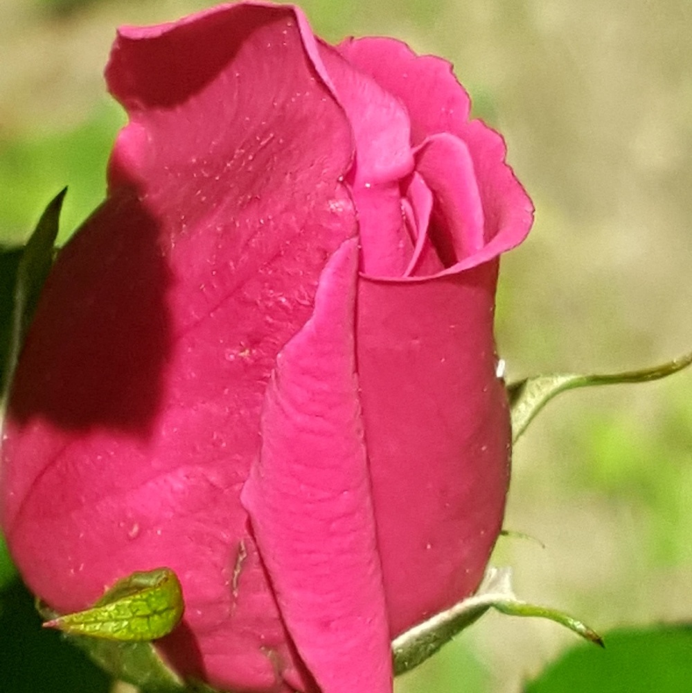 Meet your Posher, Wanda